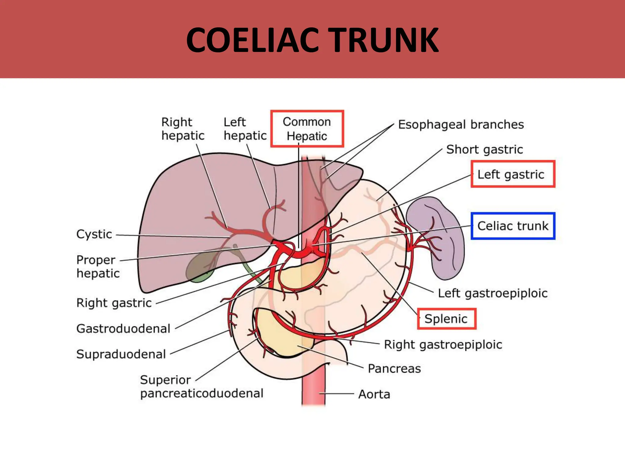 Ati Abdomen Quizletforum Open Topic - wskfjdj