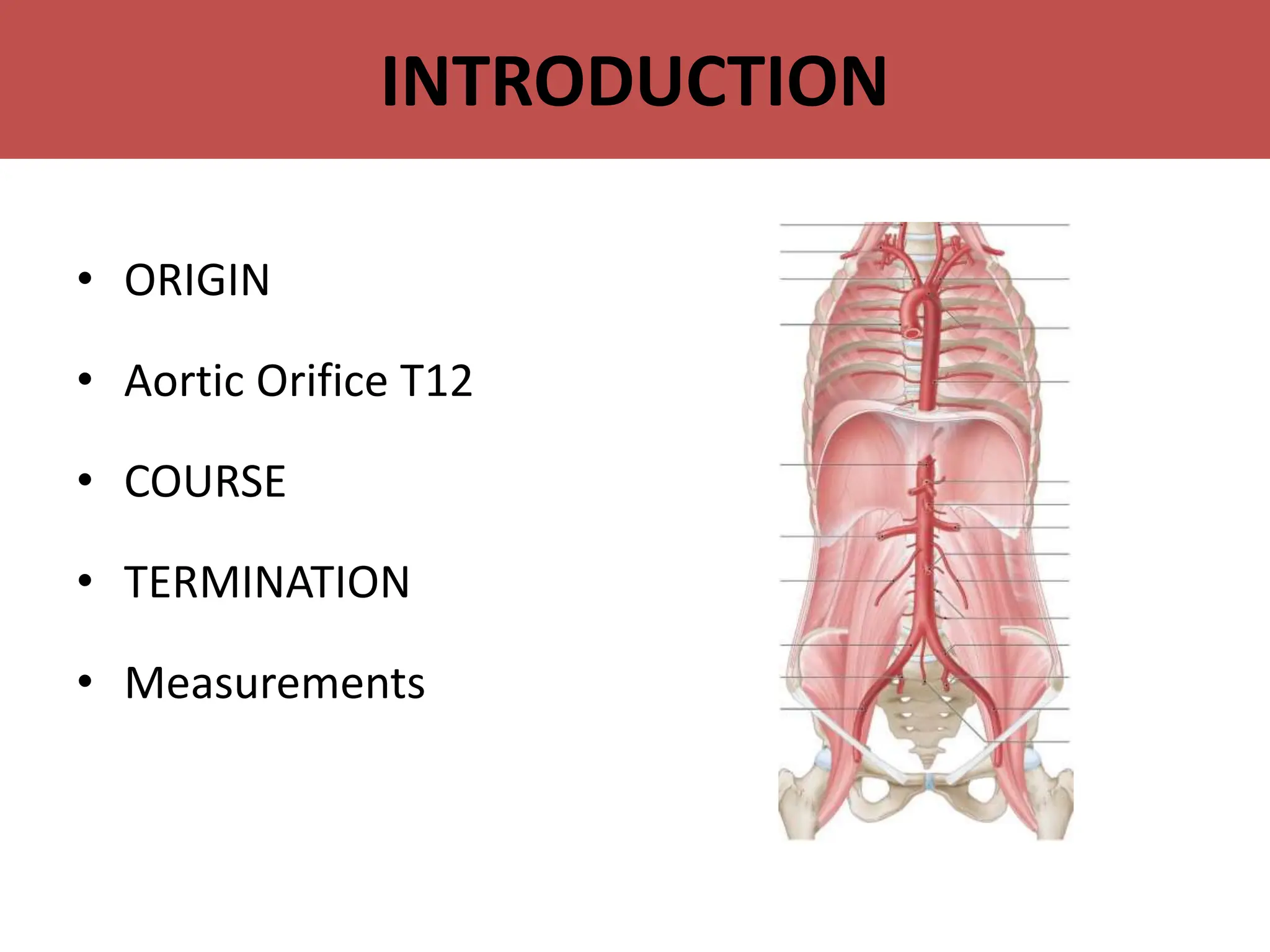Ati Abdomen Quizletforum Open Topic - 36zzn9i