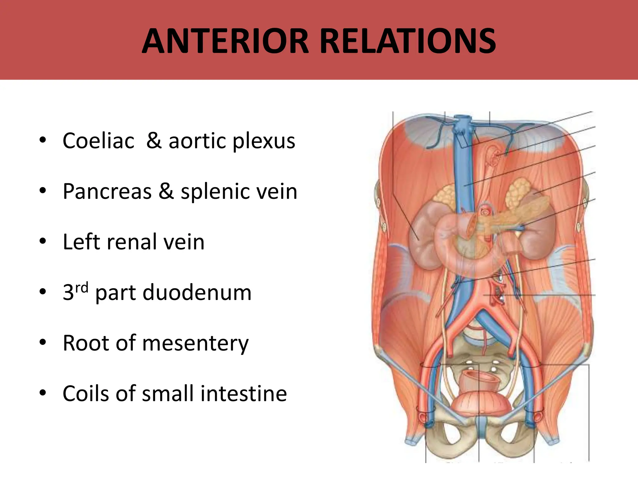 Ati Abdomen Quizletforum Open Topic - 73fl3g1