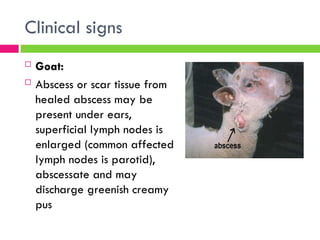 Comprehensive Overview of Caseous Lymphadenitis in Sheep and Goats | PPT