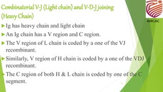 Combinatorial V-J (Light chain) and V-D-J joining
(Heavy Chain)
Ig has heavy chain and light chain
An Ig chain has a V region and C region.
The V region of L chain is coded by a one of the VJ
recombinant.
Similarly, V region of H chain is coded by a one of the VDJ
recombinant.
The C region of both H & L chain is coded by one of the C
segment. 10
MSRCASC
 