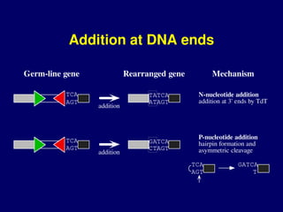 ab diversity ppt.pptjbvjgcxgxghchjvknlnbklnkln | PPT