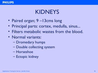 Applications Training for Service - Jennifer Green 46
KIDNEYS
• Paired organ; 9 –13cms long
• Principal parts: cortex, medulla, sinus...
• Filters metabolic wastes from the blood.
• Normal variants:
– Dromedary humps
– Double collecting system
– Horseshoe
– Ectopic kidney
 