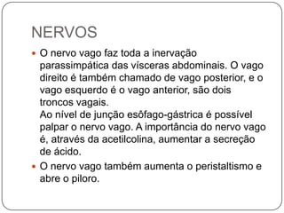 NERVOS
 O nervo vago faz toda a inervação

parassimpática das vísceras abdominais. O vago
direito é também chamado de vago posterior, e o
vago esquerdo é o vago anterior, são dois
troncos vagais.
Ao nível de junção esôfago-gástrica é possível
palpar o nervo vago. A importância do nervo vago
é, através da acetilcolina, aumentar a secreção
de ácido.
 O nervo vago também aumenta o peristaltismo e
abre o piloro.

 