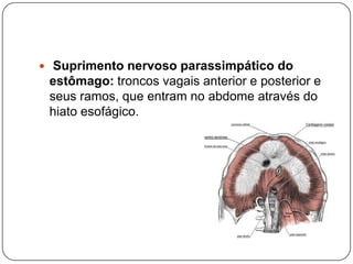  Suprimento nervoso parassimpático do

estômago: troncos vagais anterior e posterior e
seus ramos, que entram no abdome através do
hiato esofágico.

 