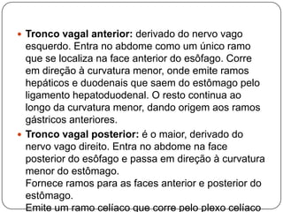 Tronco vagal anterior: derivado do nervo vago

esquerdo. Entra no abdome como um único ramo
que se localiza na face anterior do esôfago. Corre
em direção à curvatura menor, onde emite ramos
hepáticos e duodenais que saem do estômago pelo
ligamento hepatoduodenal. O resto continua ao
longo da curvatura menor, dando origem aos ramos
gástricos anteriores.
 Tronco vagal posterior: é o maior, derivado do
nervo vago direito. Entra no abdome na face
posterior do esôfago e passa em direção à curvatura
menor do estômago.
Fornece ramos para as faces anterior e posterior do
estômago.
Emite um ramo celíaco que corre pelo plexo celíaco

 