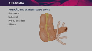ANATOMIA
POSIÇÃO DA EXTREMIDADE LIVRE
Retrocecal
Subcecal
Pré ou pós-ileal
Pélvica
 