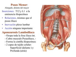 Psoas Menor:
  Alargado, delante del mayor
Inserciones: T12 y L1 a la
   eminencia iliopectínea
• Relaciones, mismas que el
   psoas iliaco
• Inervación plexo lumbar
• Acción ninguna importante
Aponeurosis Lumboiliaca
  - Ocupa toda la fosa iliaca int.
  - Cubre musculo Psoasiliaco, -
  - Forma la cintilla iliopectínea:
  - 2 capas de tejido celular:
        Superficial (delante ) y
        Profunda (atrás)
 