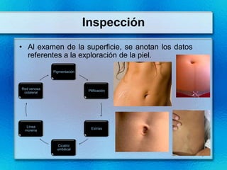 Inspección
• Al examen de la superficie, se anotan los datos
  referentes a la exploración de la piel.

             Pigmentación



Red venosa
                             Pilificación
 colateral




  Línea
                               Estrías
 morena



               Cicatriz
               umbilical
 