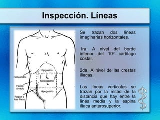 Inspección. Líneas
       • Se trazan dos líneas
         imaginarias horizontales.

       • 1ra. A nivel del borde
         inferior del 10º cartílago
         costal.

       • 2da. A nivel de las crestas
         iliacas.

       • Las líneas verticales se
         trazan por la mitad de la
         distancia que hay entre la
         línea media y la espina
         ilíaca anterosuperior.
 