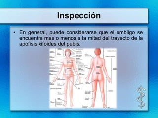 Inspección
• En general, puede considerarse que el ombligo se
  encuentra mas o menos a la mitad del trayecto de la
  apófisis xifoides del pubis.
 