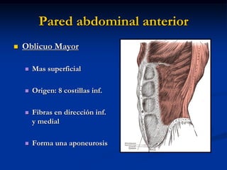 Pared abdominal anterior
 Oblicuo Mayor
 Mas superficial
 Origen: 8 costillas inf.
 Fibras en dirección inf.
y medial
 Forma una aponeurosis
 