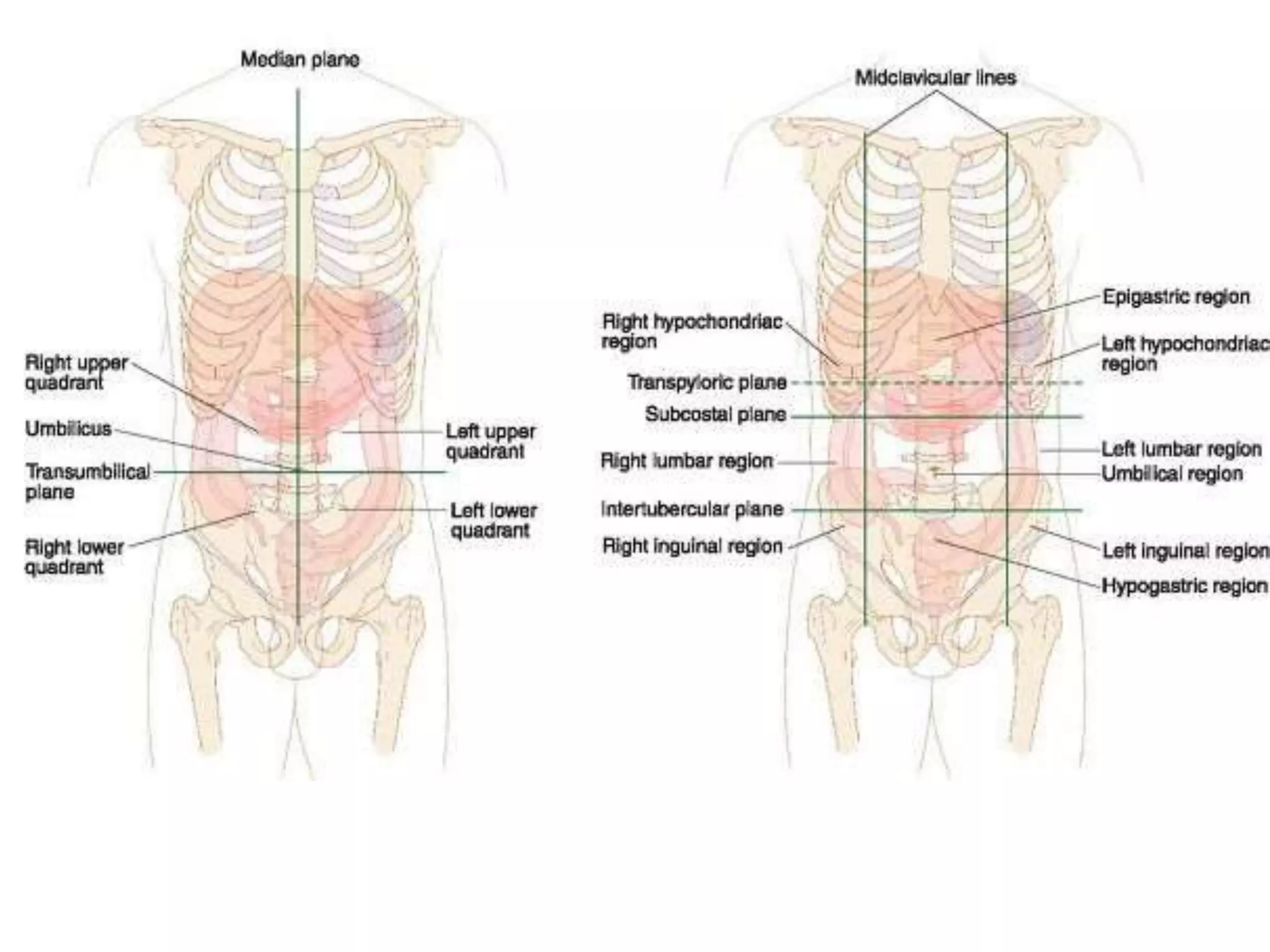 Midsection Body Area topographic anatomy Abdomen | PPTX