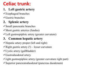 Celiac trunk:
1. Left gastric artery
Esophageal branches
Gastric branches
2. Splenic artery
Small pancreatic branches
Short gastric arteries (fundus)
Left gastroepiploic artery (greater curvature)
3. Common hepatic artery
Hepatic artery proper (left and right)
Right gastric artery (!) – lesser curvature
Cystic artery (gallbladder)
Gastroduodenal artery
right gastroepiploic artery (greater curvature right part)
Superior pancreatoduodenal (pancreas duodenum)