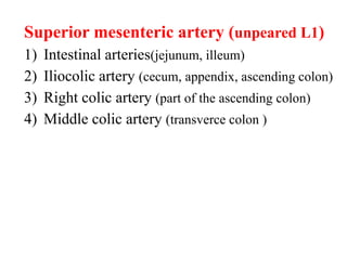 Superior mesenteric artery (unpeared L1)
1) Intestinal arteries(jejunum, illeum)
2) Iliocolic artery (cecum, appendix, ascending colon)
3) Right colic artery (part of the ascending colon)
4) Middle colic artery (transverce colon )
