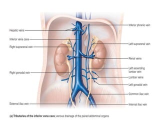 topographic anatomy Abdomen