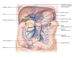 topographic anatomy Abdomen