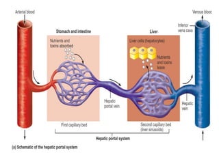 topographic anatomy Abdomen