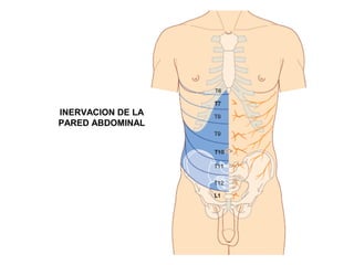 INERVACION DE LA
PARED ABDOMINAL
 