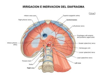 IRRIGACION E INERVACION DEL DIAFRAGMA
 