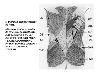 el triángulo lumbar inferior
de Petit.
triángulo lumbar superior
de Grynfelt- Lesshaft este,
más constante y mayor
que el de Petit, COSTILLA
12, OBLICUO INTERNO ,
FASCIA DORSOLUMBAR Y
MUSC. CUADRADO
LUMBAR.
 