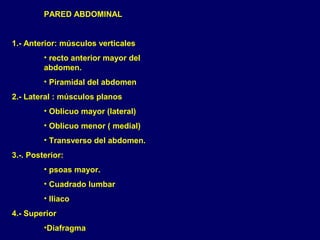PARED ABDOMINAL
1.- Anterior: músculos verticales
• recto anterior mayor del
abdomen.
• Piramidal del abdomen
2.- Lateral : músculos planos
• Oblicuo mayor (lateral)
• Oblicuo menor ( medial)
• Transverso del abdomen.
3.-. Posterior:
• psoas mayor.
• Cuadrado lumbar
• Iliaco
4.- Superior
•Diafragma
 
