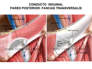 CONDUCTO INGUINAL
PARED POSTERIOR: FASCIAS TRANSVERSALIS
 