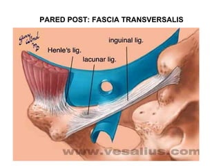 PARED POST: FASCIA TRANSVERSALIS
 