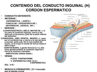CONTENIDO DEL CONDUCTO INGUINAL (H)
CORDON ESPERMATICO
• CONDUCTO DEFERENTE.
• ARTERIAS :
ESPERMÁTICA. ( AORTA )
FUNICULAR. ( EPIGASTRICA INF.)
DEFERENCIAL. (VESICAL INF.)
• NERVIOS :
ILIOHIPOGÁSTRICO.( ABD.G. MAYOR DE L-1)
no entra al conducto inguinal, inerva a los
oblicuos y transverso y piel de la parte inferior
del abdomen.
ILIOINGUINAL. (ABD. GENITAL MENOR L-1 pasa
por el conducto ing. e inerva a la raíz del pene
y escroto, parte sup. De la cara medial del
muslo, en la mujer el monte de Venus hasta el
labio mayor.
GENITOCRURAL o genito femoral (L-1,L-2)la
rama genital penetra al conducto inguinal e
inerva al músculo cremaster
SIMPÁTICOS( VASOS SANG.)
• VENAS :
PLEXO PANPINIFORME
V. ESPERMÁTICA DER. (V.C.I.
V.ESPERMÁTICA
IZQ.– V.R.I
• MÚSCULO CREMASTER. ( O < inervado
 