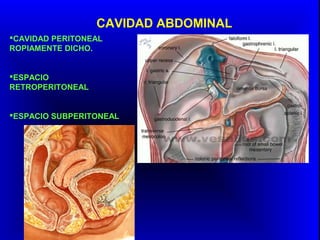 CAVIDAD ABDOMINAL
CAVIDAD PERITONEAL
ROPIAMENTE DICHO.
ESPACIO
RETROPERITONEAL
ESPACIO SUBPERITONEAL
 
