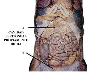 CAVIDAD
PERITONEAL
PROPIAMENTE
DICHA
 