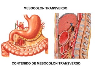 MESOCOLON TRANSVERSO
CONTENIDO DE MESOCOLON TRANSVERSO
 