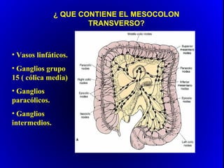 ¿ QUE CONTIENE EL MESOCOLON
TRANSVERSO?
• Vasos linfáticos.
• Ganglios grupo
15 ( cólica media)
• Ganglios
paracólicos.
• Ganglios
intermedios.
 