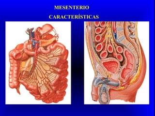 MESENTERIO
CARACTERÍSTICAS
 