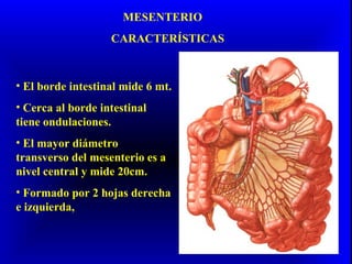 MESENTERIO
CARACTERÍSTICAS
• El borde intestinal mide 6 mt.
• Cerca al borde intestinal
tiene ondulaciones.
• El mayor diámetro
transverso del mesenterio es a
nivel central y mide 20cm.
• Formado por 2 hojas derecha
e izquierda,
 
