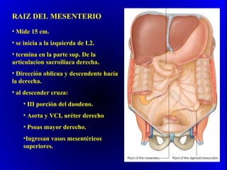 RAIZ DEL MESENTERIO
• Mide 15 cm.
• se inicia a la izquierda de L2.
• termina en la parte sup. De la
articulacion sacroiliaca derecha.
• Dirección oblicua y descendente hacia
la derecha.
• al descender cruza:
• III porción del duodeno.
• Aorta y VCI, uréter derecho
• Psoas mayor derecho.
•Ingresan vasos mesentéricos
superiores.
 