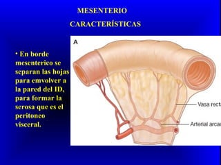 MESENTERIO
CARACTERÍSTICAS
• En borde
mesenterico se
separan las hojas
para emvolver a
la pared del ID,
para formar la
serosa que es el
peritoneo
visceral.
 