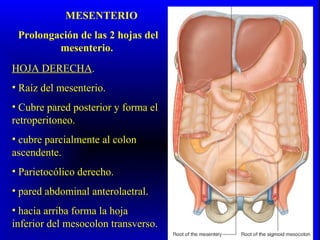 MESENTERIO
Prolongación de las 2 hojas del
mesenterio.
HOJA DERECHA.
• Raíz del mesenterio.
• Cubre pared posterior y forma el
retroperitoneo.
• cubre parcialmente al colon
ascendente.
• Parietocólico derecho.
• pared abdominal anterolaetral.
• hacia arriba forma la hoja
inferior del mesocolon transverso.
 