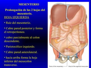 MESENTERIO
Prolongación de las 2 hojas del
mesenterio.
HOJA IZQUIERDA
• Raíz del mesenterio.
• Cubre pared posterior y forma
el retroperitoneo.
• cubre parcialmente al colon
descendente.
• Parietocólico izquierdo.
• Cubre pared anterolateral.
• hacia arriba forma la hoja
inferior del mesocolon
transverso.
 