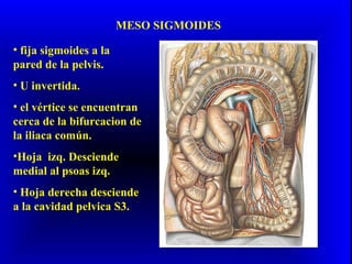 MESO SIGMOIDES
• fija sigmoides a la
pared de la pelvis.
• U invertida.
• el vértice se encuentran
cerca de la bifurcacion de
la iliaca común.
•Hoja izq. Desciende
medial al psoas izq.
• Hoja derecha desciende
a la cavidad pelvica S3.
 