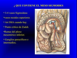 ¿ QUE CONTIENE EL MESO SIGMOIDES
• 3-4 vasos Sigmoideas
•vasos rectales superiores
• Art IMA cuando hay.
• Punto crítico de Zudek
•Ramas del plexo
mesentérico inferior.
• Ganglios paracólicos e
intermedios.
 