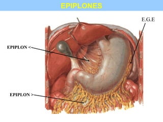 EPIPLONES
EPIPLON <
EPIPLON >
E.G.E
 