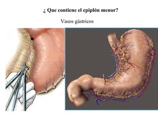 ¿ Que contiene el epiplón menor?
Vasos gástricos
 