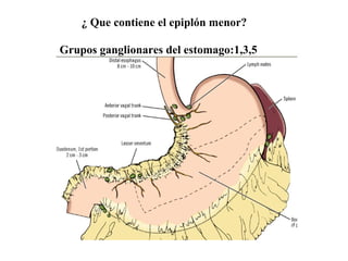 ¿ Que contiene el epiplón menor?
Grupos ganglionares del estomago:1,3,5
 