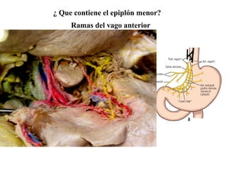 ¿ Que contiene el epiplón menor?
Ramas del vago anterior
 