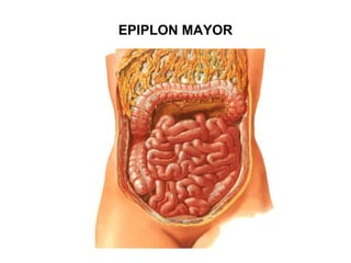 EPIPLON MAYOR
 