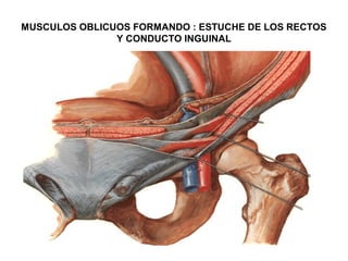 MUSCULOS OBLICUOS FORMANDO : ESTUCHE DE LOS RECTOS
Y CONDUCTO INGUINAL
 