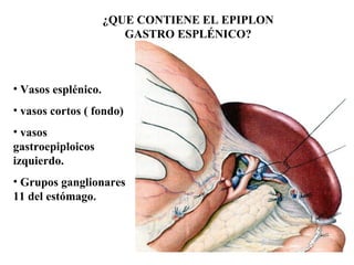 ¿QUE CONTIENE EL EPIPLON
GASTRO ESPLÉNICO?
• Vasos esplénico.
• vasos cortos ( fondo)
• vasos
gastroepiploicos
izquierdo.
• Grupos ganglionares
11 del estómago.
 