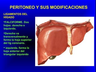PERITONEO Y SUS MODIFICACIONES
LIGAMENTOS DEL
HÍGADO
FALCIFORME. Dos
hojas: derecho e
izquierdo.
Derecha va
transversalmente y
forma la hoja superior
del lig coronario.
 izquierda. forma la
hoja anterior del
triangular izquierdo
 