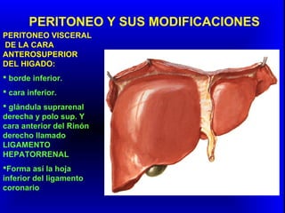 PERITONEO Y SUS MODIFICACIONES
PERITONEO VISCERAL
DE LA CARA
ANTEROSUPERIOR
DEL HIGADO:
 borde inferior.
 cara inferior.
 glándula suprarenal
derecha y polo sup. Y
cara anterior del Rinón
derecho llamado
LIGAMENTO
HEPATORRENAL
Forma así la hoja
inferior del ligamento
coronario
 